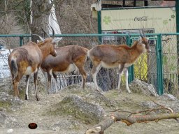 Tiergarten Schönbrunn am 12.03.2025